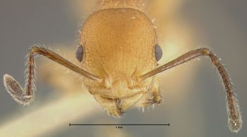 Media type: image; Entomology 22412   Aspect: head frontal view